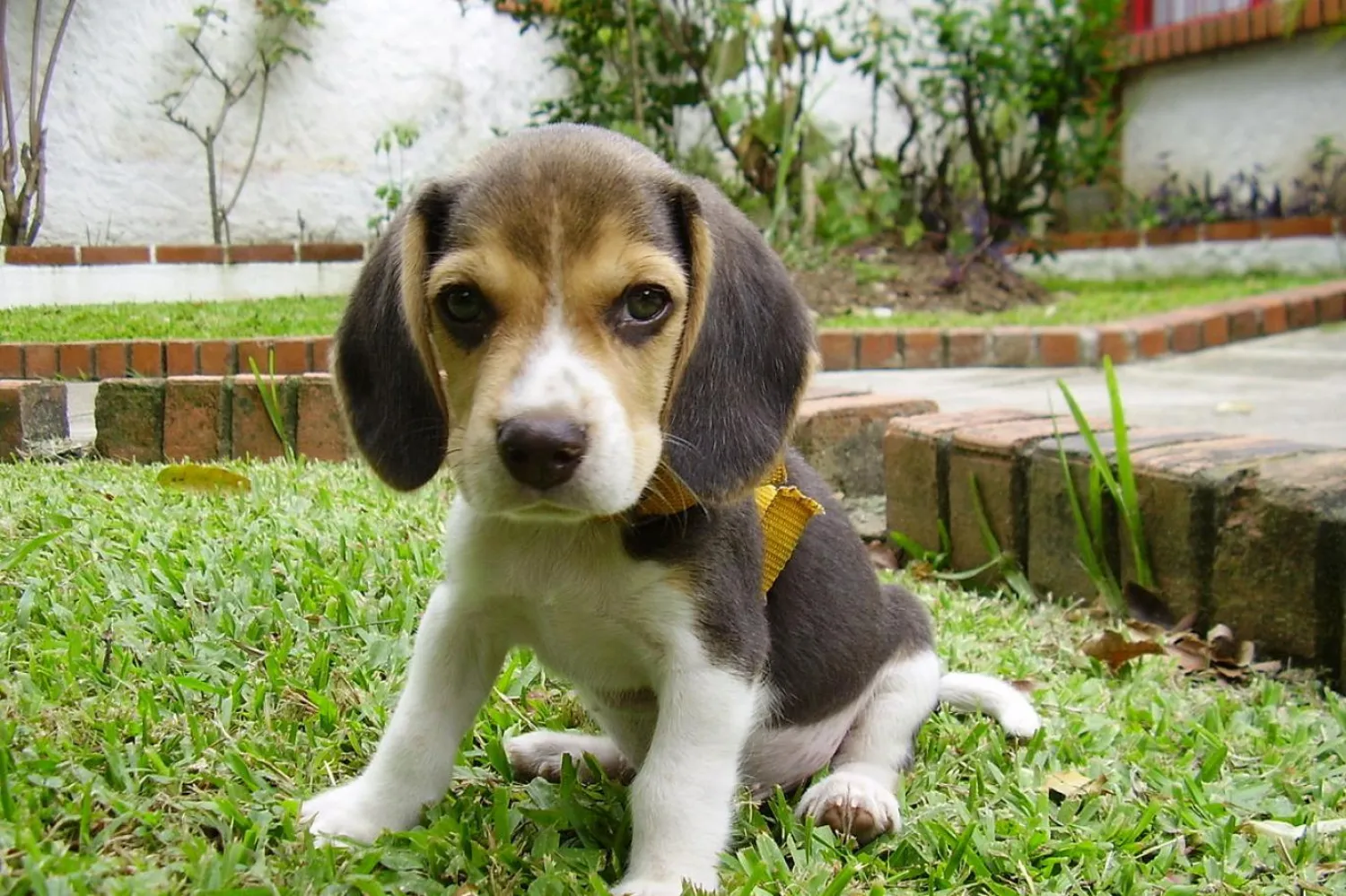 Beagle köpek cinsinin adı, Keltce bir sözcük olan ve "küçük" anlamına gelen "beag"'den türetildi (Wikimedia Commons)

