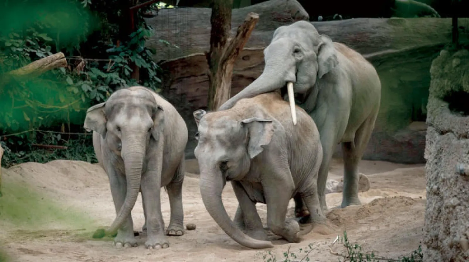 أفيال آسيوية في حديقة حيوانات زيوريخ (أ.ف.ب)