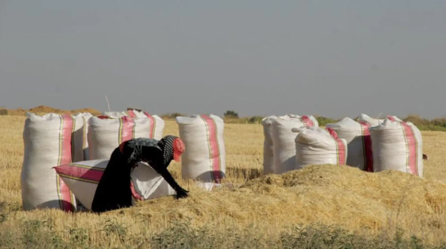 Kamışlı’da Temmuz ortasında yapılan buğday hasadı (Şarku’l Avsat)