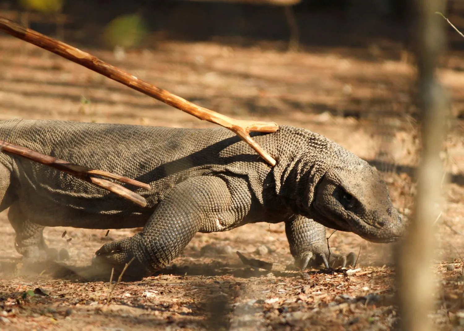  Komodo dragon walks at the Komodo National Park in Komodo
island, Indonesia's East Nusa Tenggara province October 4, 2011.
REUTERS/Beawiharta/File Photo

