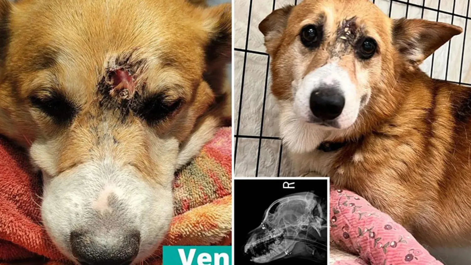 Kafasında hala mermi parçaları bulunan Arthur'un tedavisi sürüyor (PSPCA)