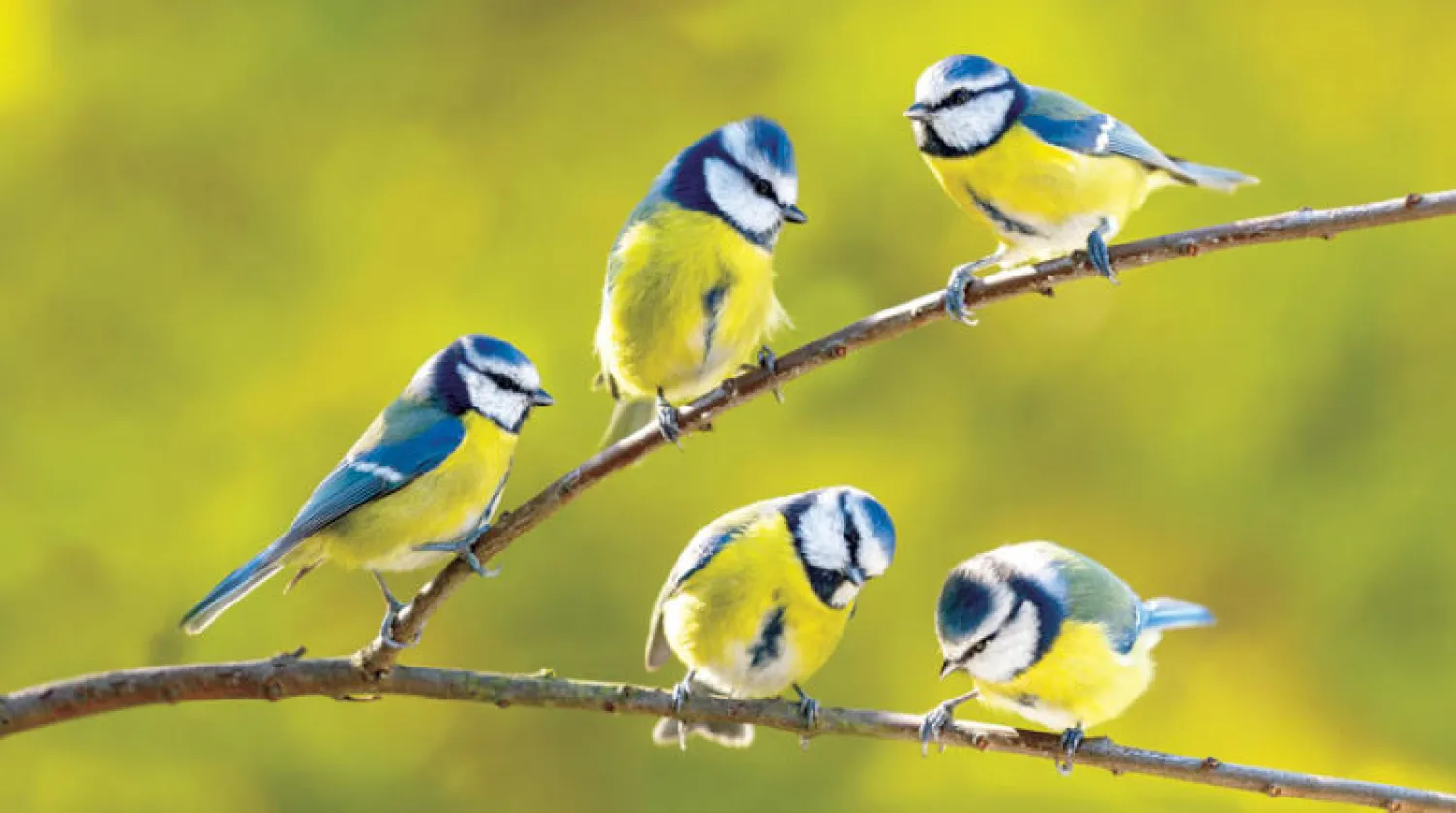 أشارت دراسة إلى أن طيور القرقف الزرقاء تشهد انخفاضاً في اللونين الأزرق والأصفر (شاترستوك)