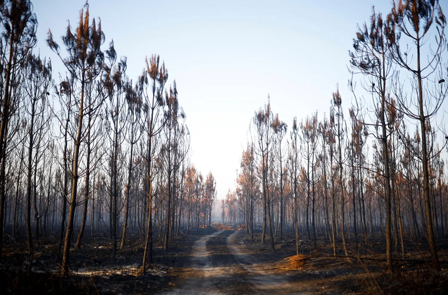A view shows trees and vegetation burnt by a major fire in Hostens, as wildfires continue to spread in the Gironde region of southwestern France, August 11, 2022. (Reuters)