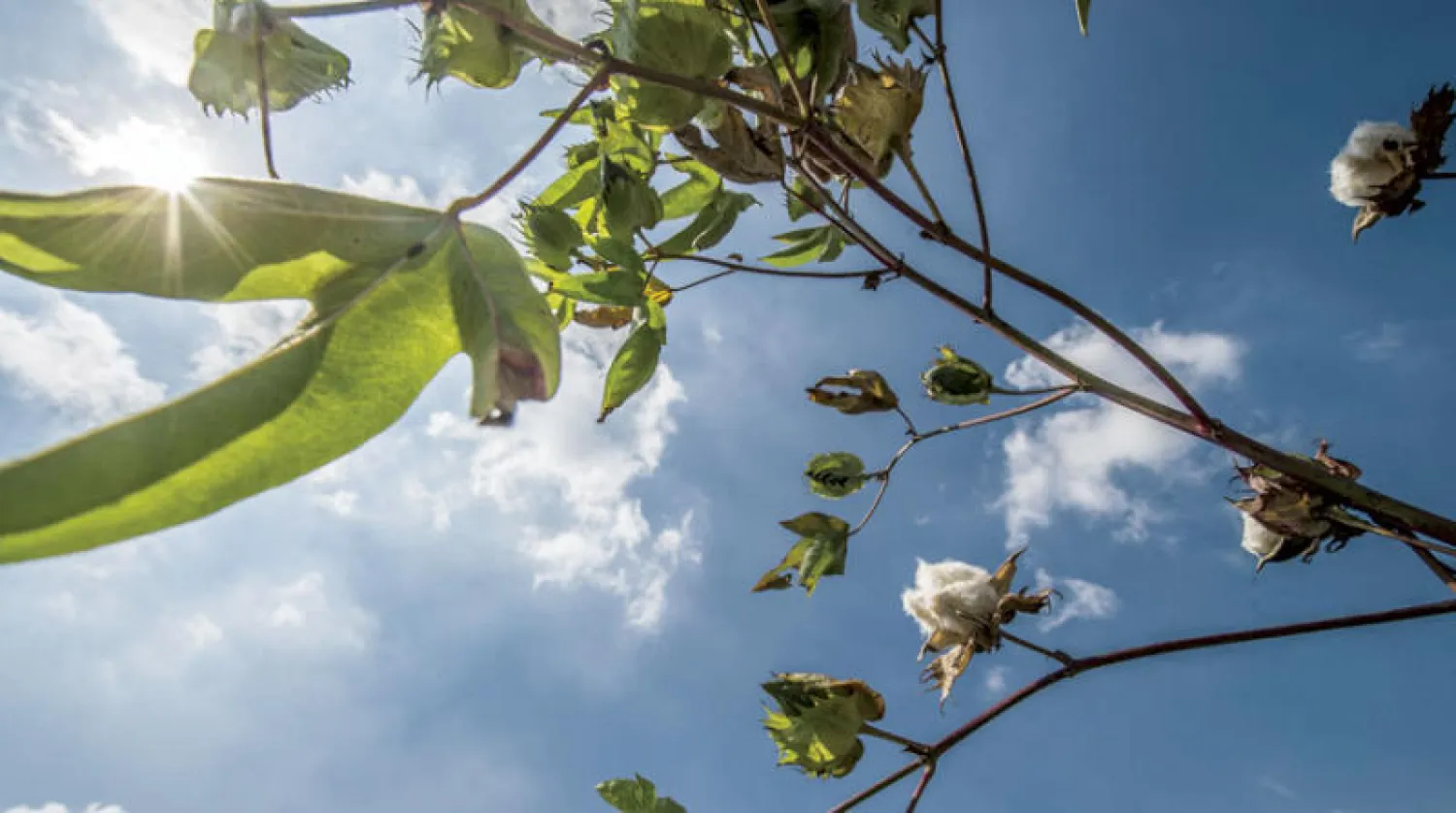 تسبب حقل قطن في إصابة تلميذة من أصل أفريقي بنوبات اكتئاب (أ.ف.ب)