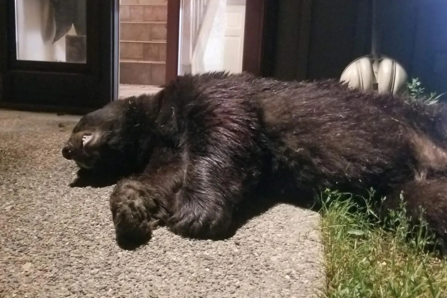 Ken Mauldin tarafından vurularak öldürülen 180 kiloluk ayı Colorado eyaletinin Steamboat Springs kentindeki bir evin dışında cansız halde yatıyor (Ken Mauldin/Steamboat Radio)

