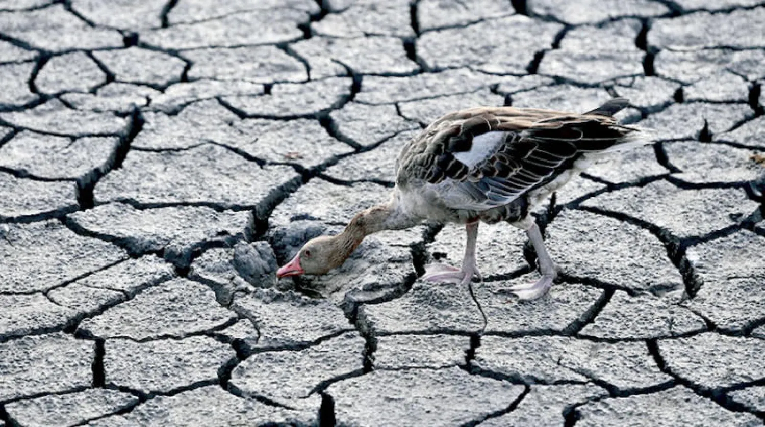 إوزة تبحث عن الماء في قاع بحيرة بالمجر (أ.ب)