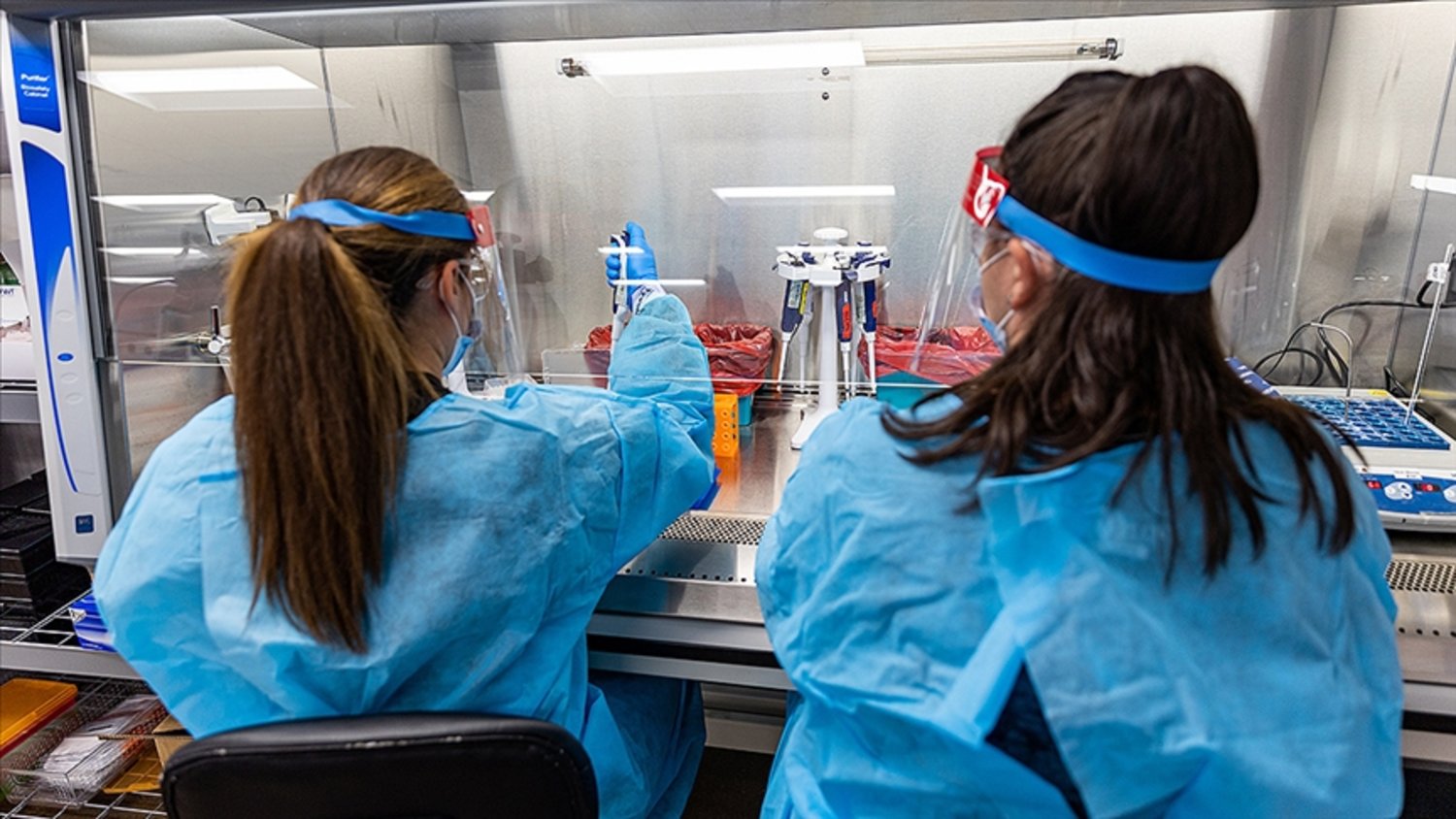 WHO, bir köpeğe sahibinden maymun çiçeği virüsü bulaştığını bildirdi