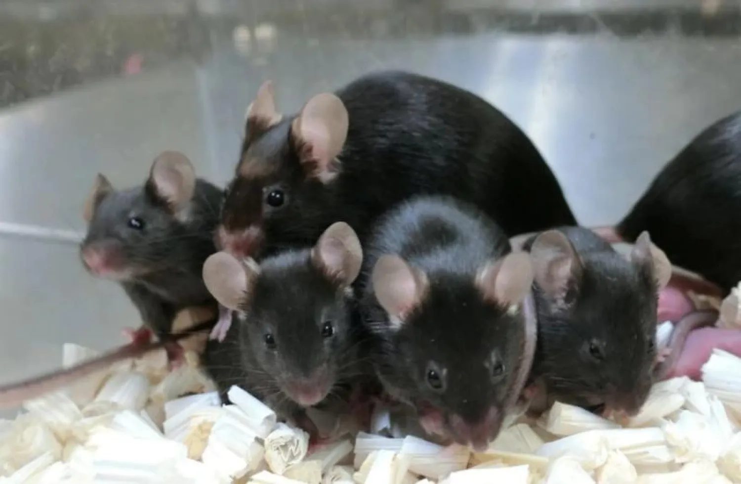 مجموعة من الفئران تحت الاختبار (أرشيفية - رويترز)