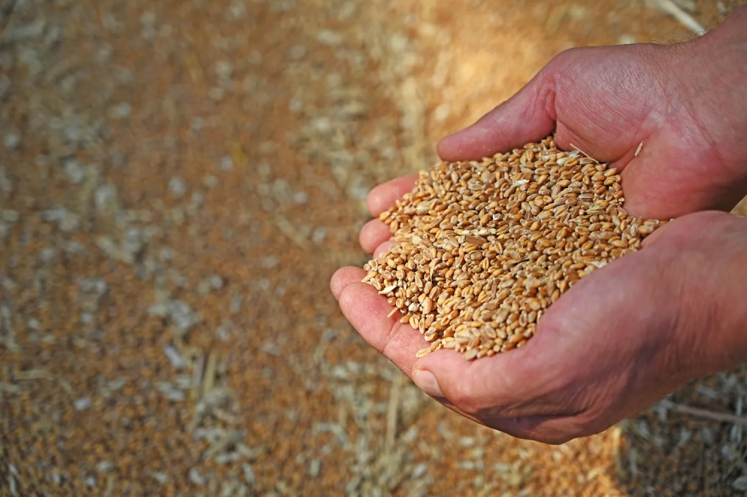 14 July 2022, Rhineland-Palatinate, Gundersheim: Farmer Adolf Dahlem holds grains of wheat in his hands. (dpa)