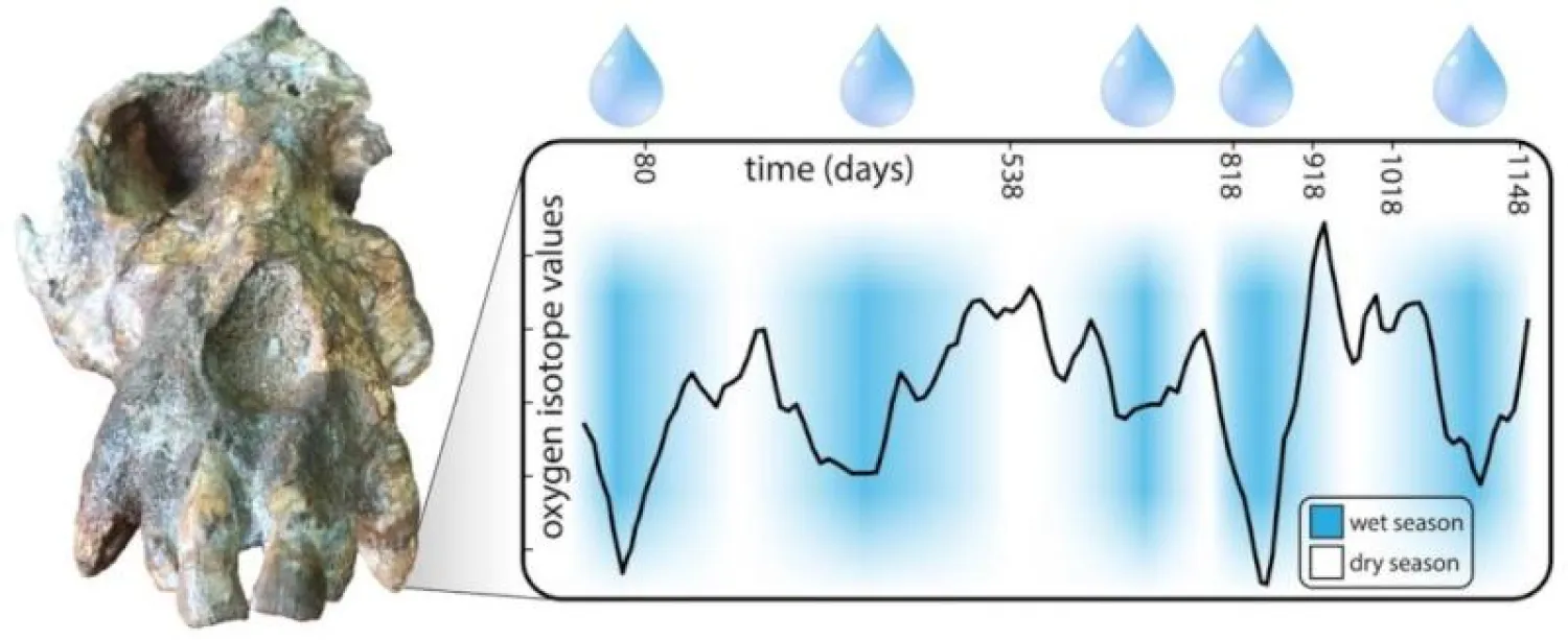 حفرية أسنان القرد (جامعة غريفيث)