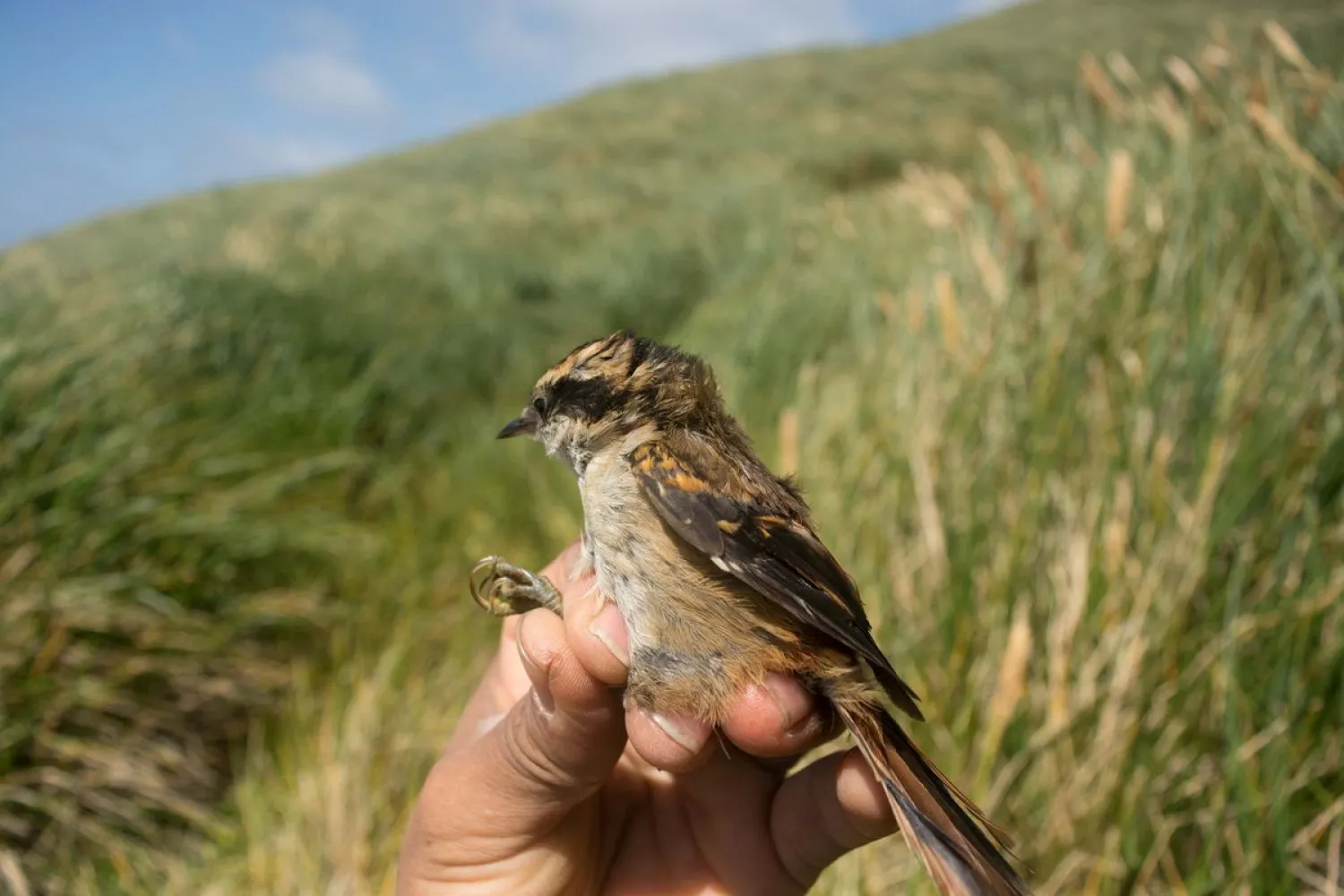 Scientists have identified the Subantarctic rayadito, a 16 gram bird. Reuters