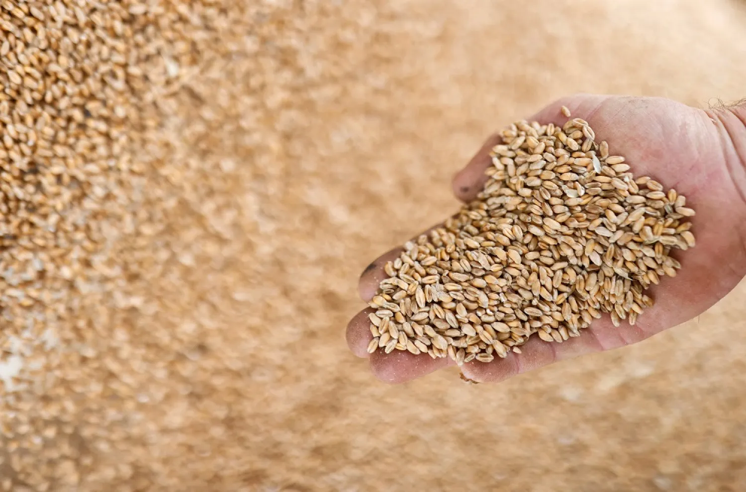 A French farmer displays grains of wheat in Vieillevigne near Nantes, France, August 24, 2021. (Reuters)