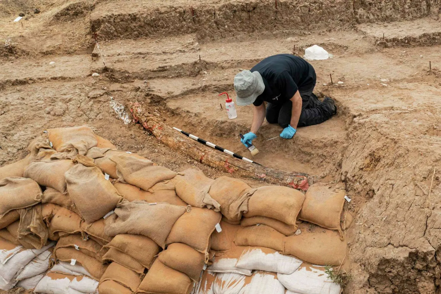 An Israeli archaeologist works next to the recently discovered 2.5-meter-long tusk of an estimated 500,000-year-old straight-tusked elephant, near the city of Gedera, Israel, Wednesday, Aug. 31, 2022. Tsafrir Abayov/AP