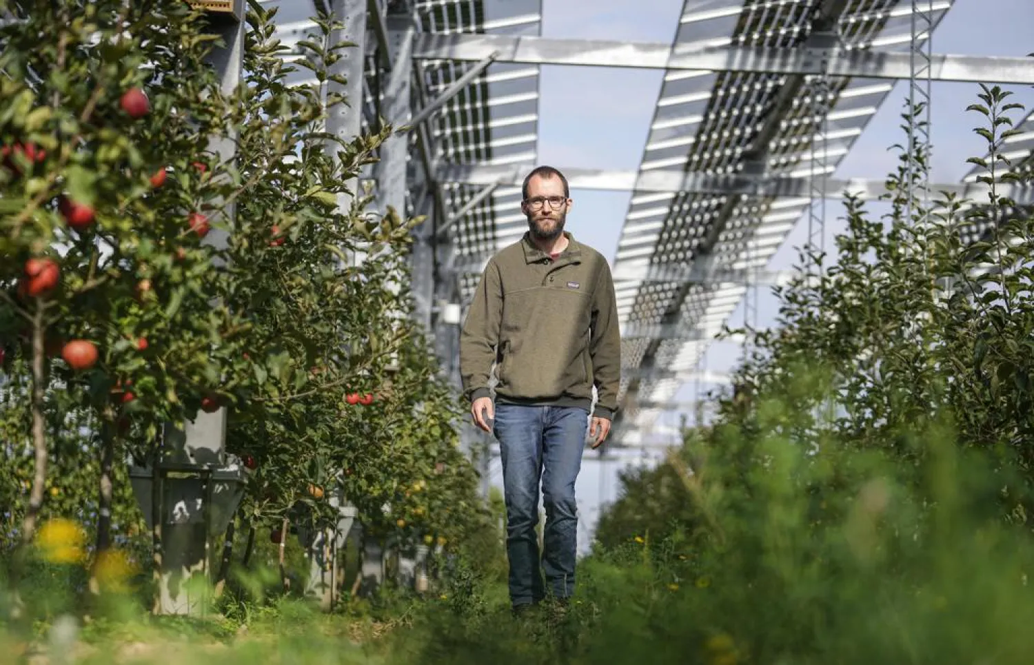 Farmer Christian Nachtwey walks under solar panels, installed over his organic orchard in Gelsdorf, western Germany, Tuesday, Aug. 30, 2022. Many of the apple trees grow beneath solar panels that have been producing bountiful electricity during this year's unusually sun-rich summer, while providing the fruit below with much-needed shade. (AP Photo/Martin Meissner)
