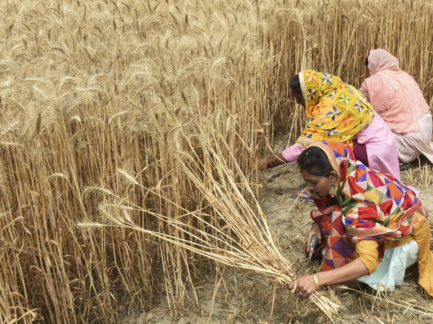 Record temperatures earlier this year hit India's wheat production NARINDER NANU AFP/File

