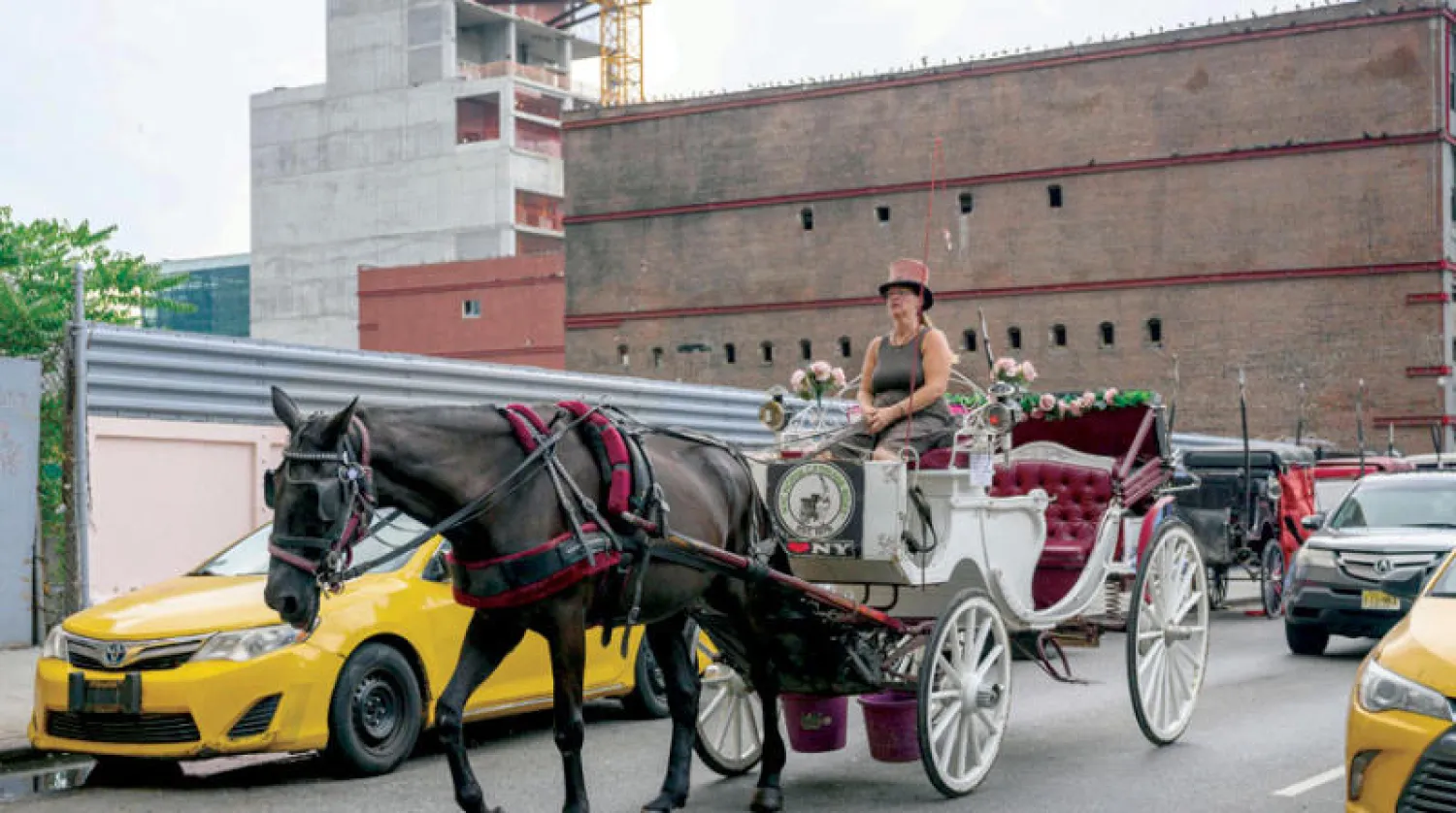 إحدى عربات الخيول وسط السيارات في مانهاتن بنيويورك (أ.ف.ب)