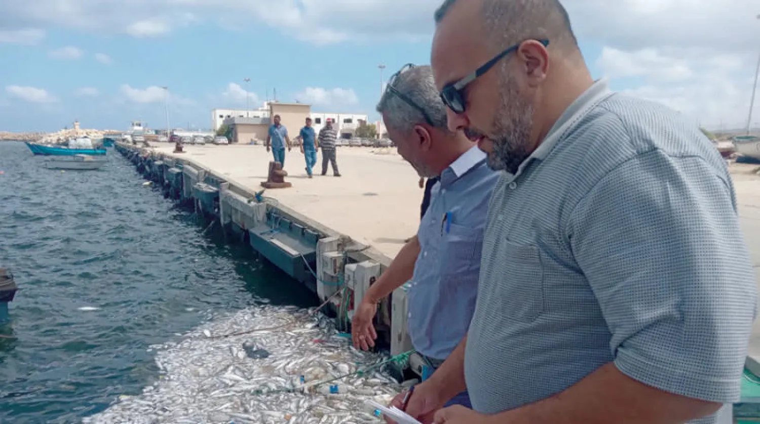 فريق منظمة العلوم والأحياء البحرية في ليبيا يعاين الأسماك النافقة في ميناء درنة (المنظمة)
