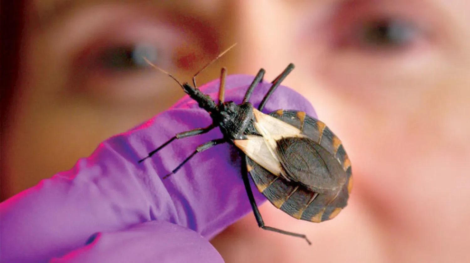 حشرة «البق القاتل» التي تحمل الطفيل المسبب للمرض