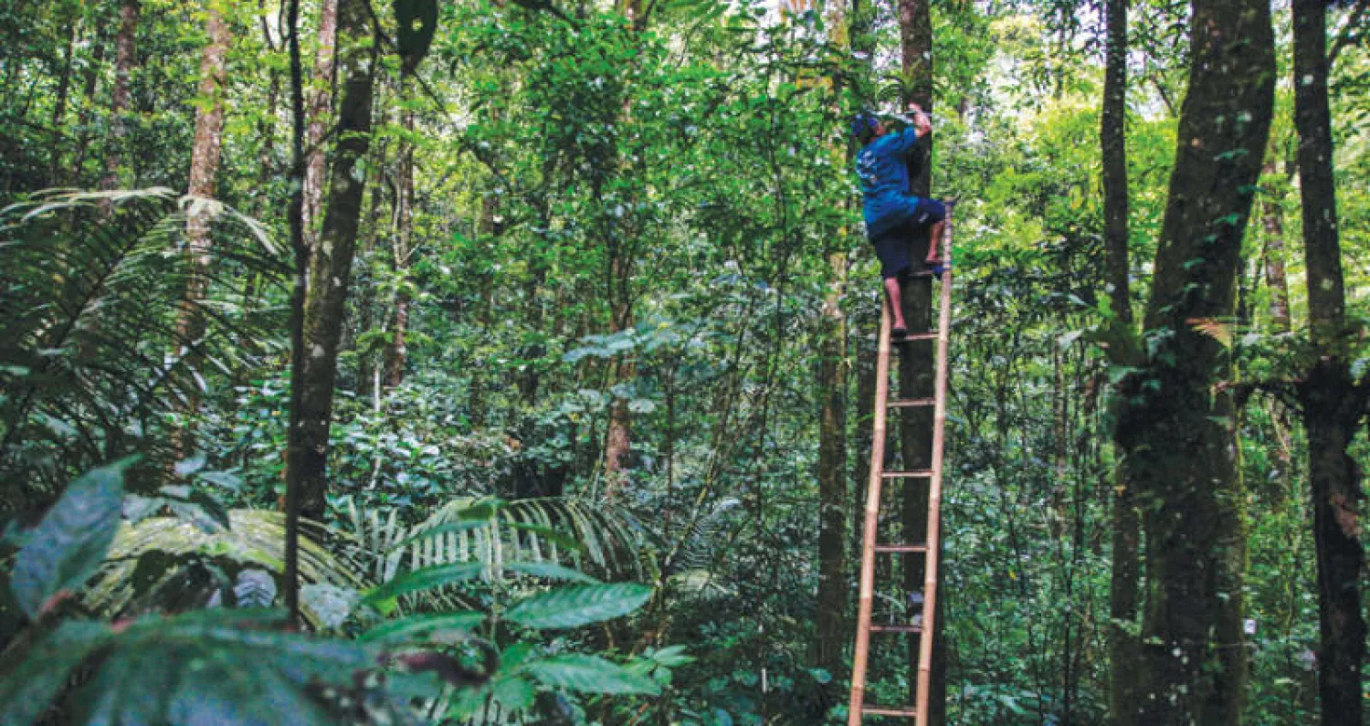 زراعة الأوركيد على شجرة عند سفح جبل ميرابي يوجياكرتا