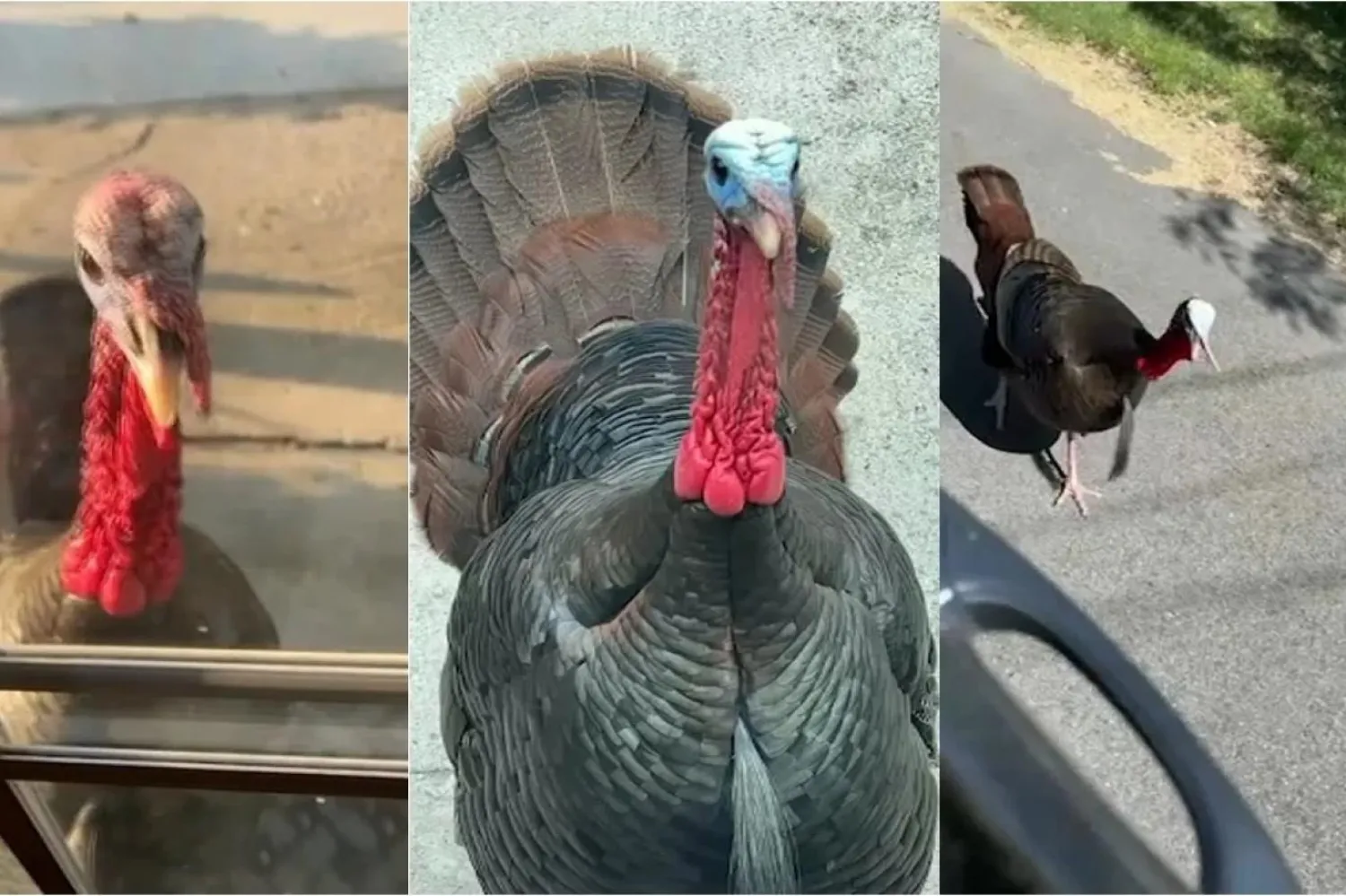 Bölge sakinlerinin hindilerle mücadelesi sürüyor (WBZ-TV)

