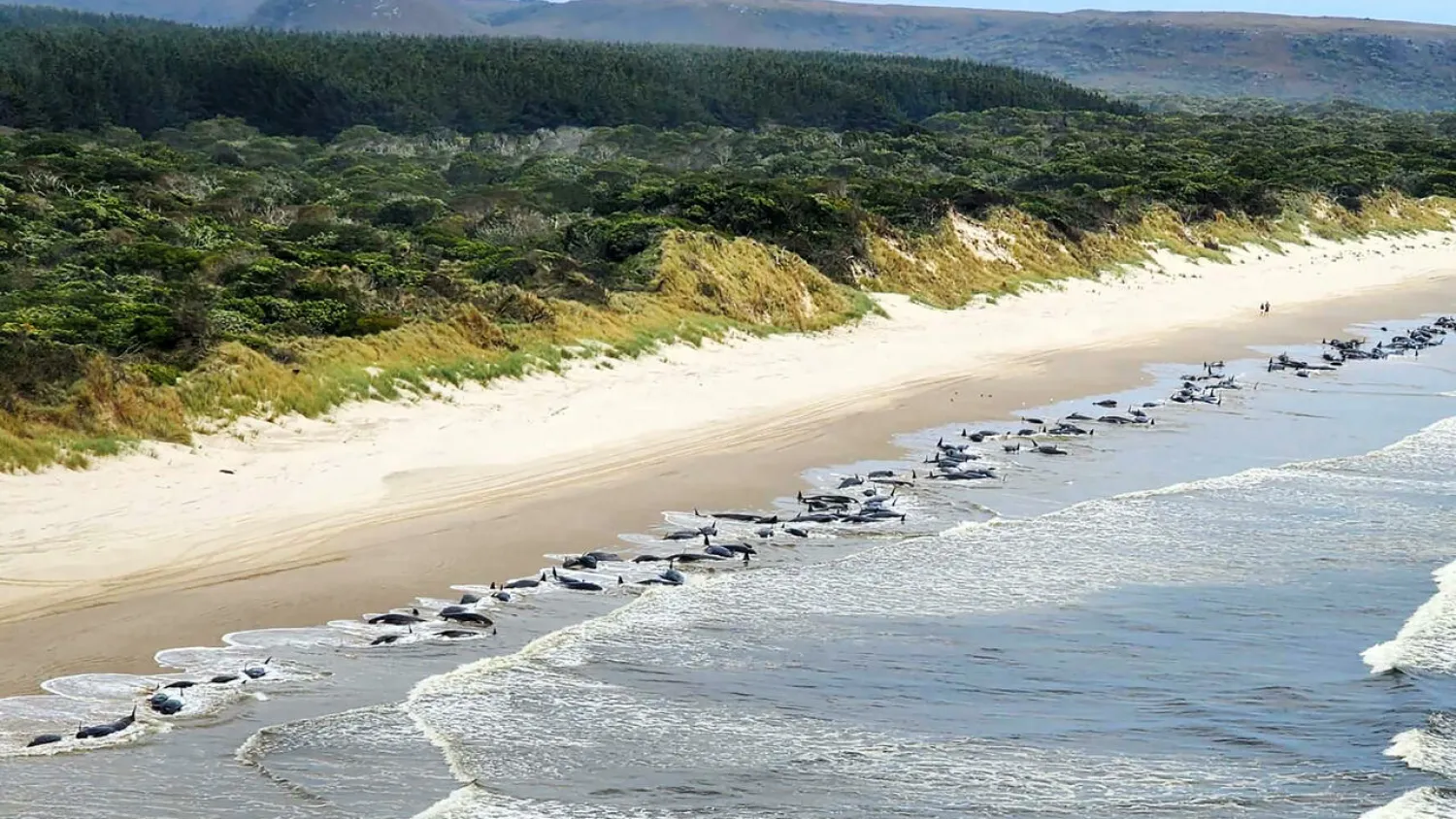 Pilot whales beached on Macquarie Harbour, in Tasmania HANDOUT AFP

