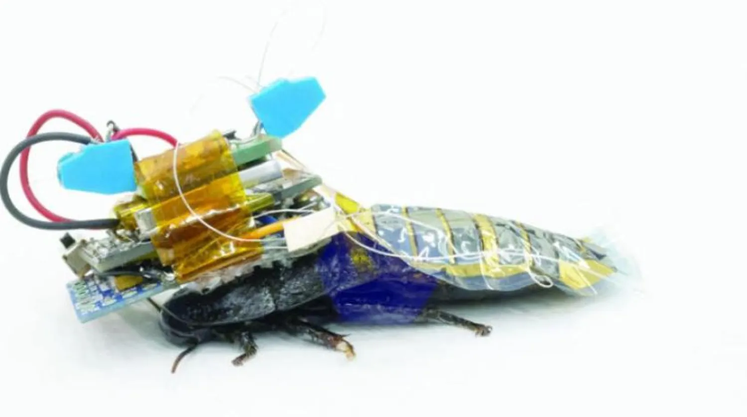 Güneş pilleri ve elektronik cihazlar taşıyan Madagaskar hamam böceği (Reuters)