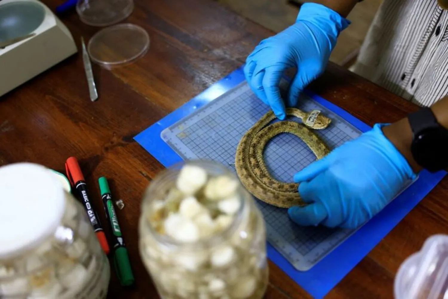 Dr. Manal Siyam conducts research on snake at the Natural History Museum in Khartoum, Sudan. September 28, 2022. REUTERS/Mohamed Nureldin AbdallahREUTERS

