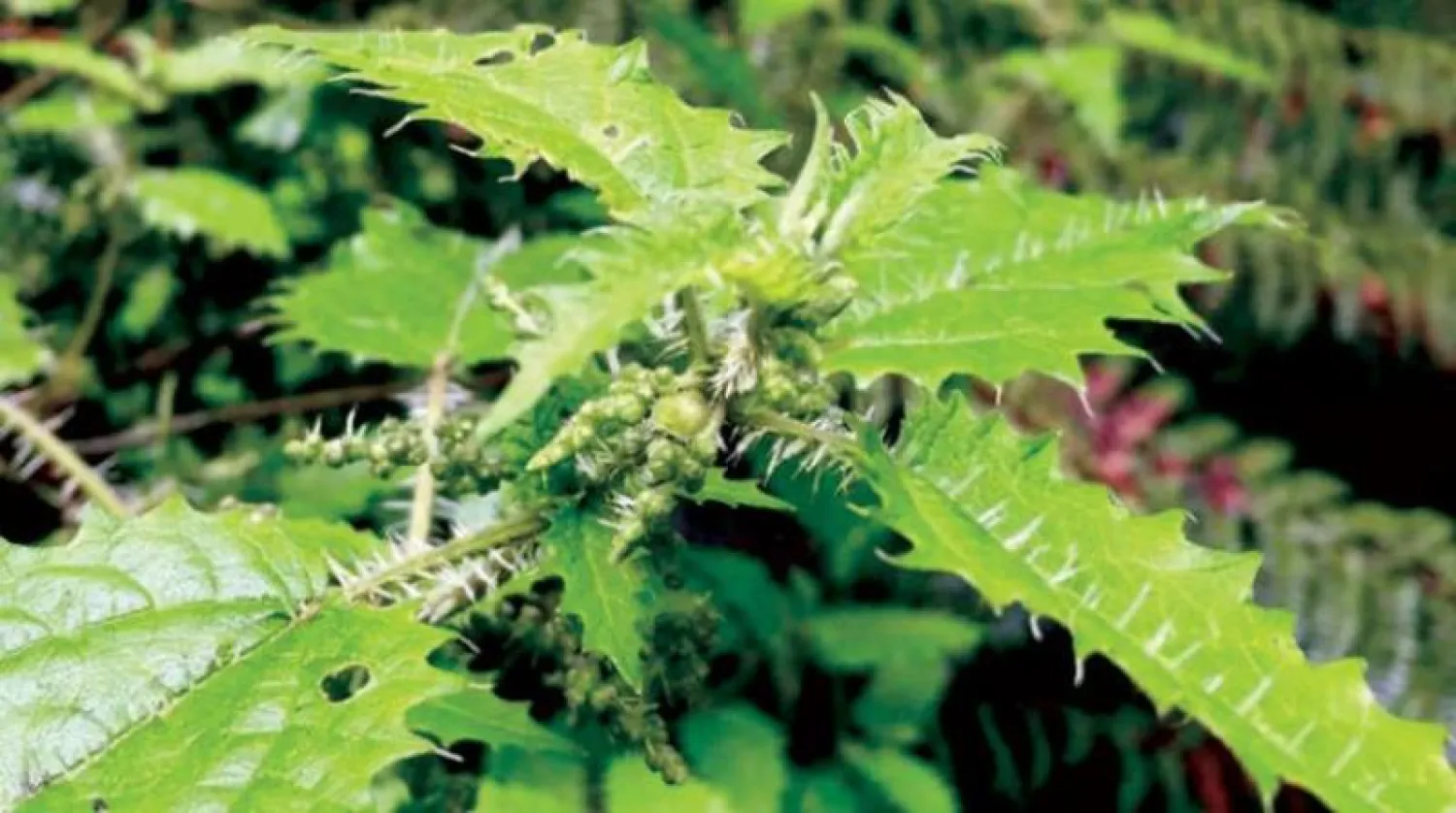 نبات القراص (أرشيفية)