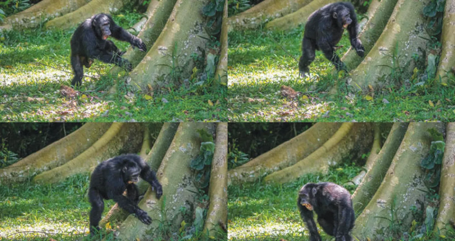 شمبانزي في غابة بأوغندا (جامعة سانت أندروز / أ.ف.ب)