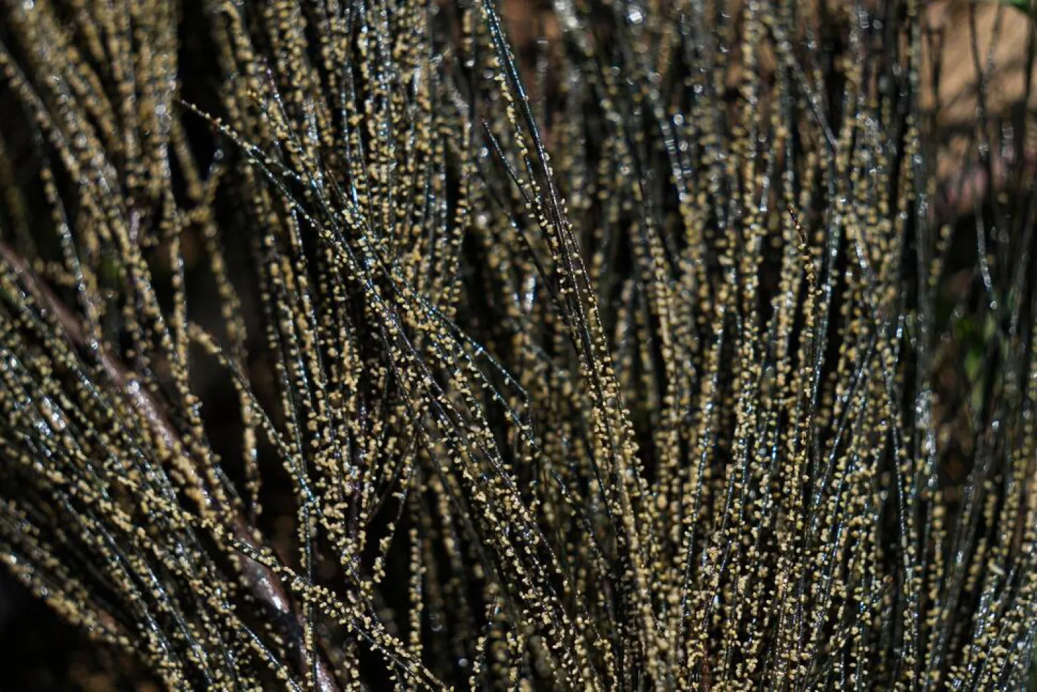 Ahuautle, the eggs of the axayacatl, a type of an aquatic insect, are seen attached to pine needles before being harvested at Lake Texcoco, near to Mexico City, Tuesday, Sept. 20, 2022. (AP)