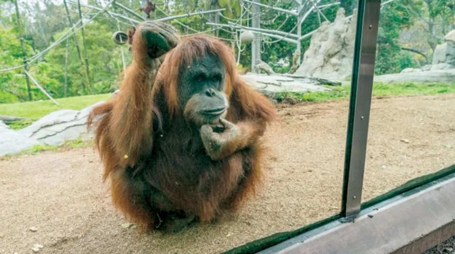 القردة تتأثر سلباً بتغير المناخ (تحالف الحياة البرية في حديقة حيوان سان دييغو)