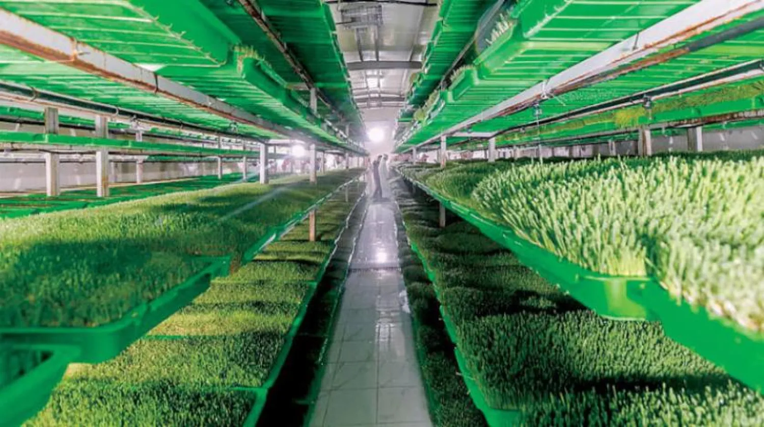 Local companies produce approximately 11 million tons of integrated feed annually. (Asharq Al-Awsat)
