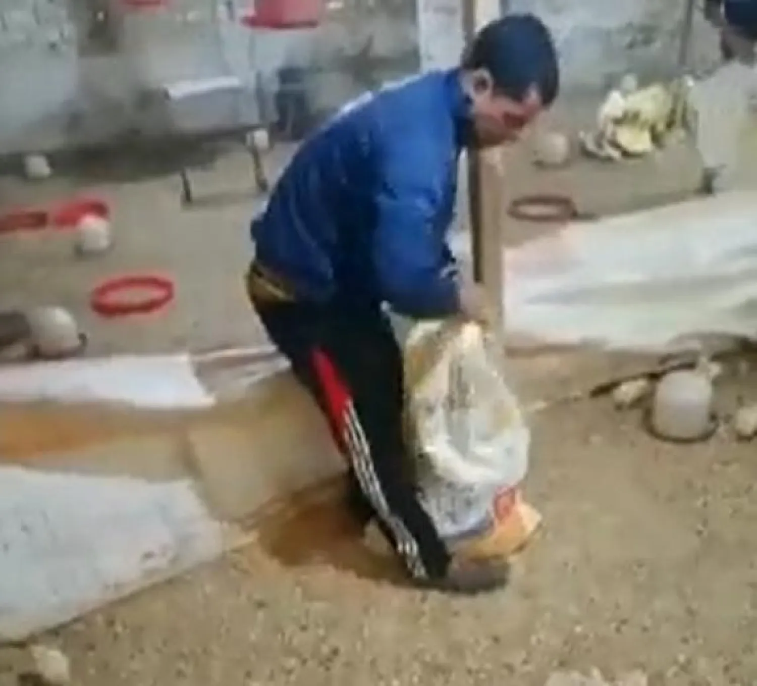 مقطع فيديو متداول لأحد مربي الدواجن خلال تخلصه من «الكتاكيت» (فيسبوك)