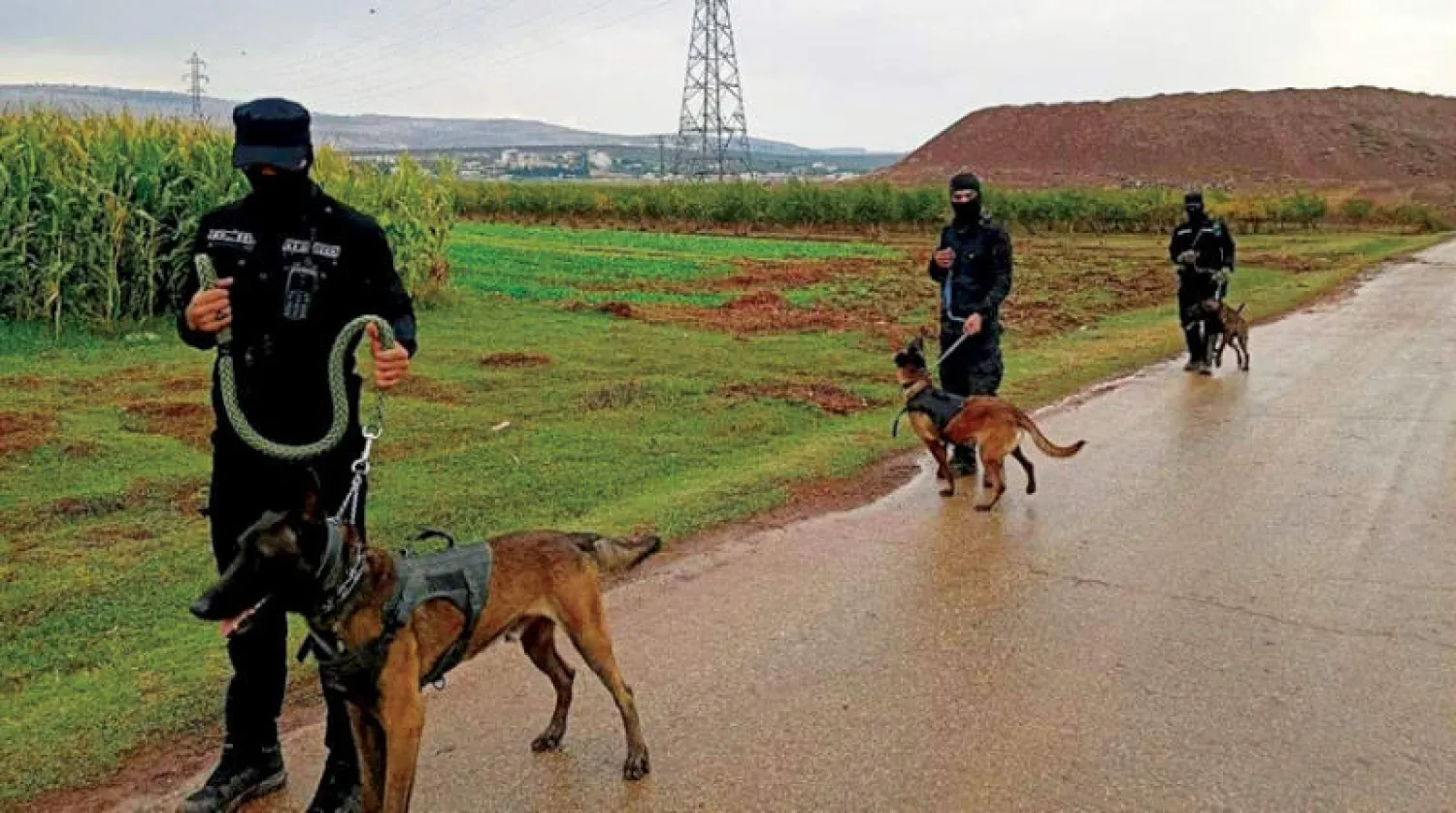 عناصر من الوحدة K9 المتخصصة بتعقب الألغام والمخدرات تمشط مدينة عفرين ومحيطه (ناشطو هتش)
