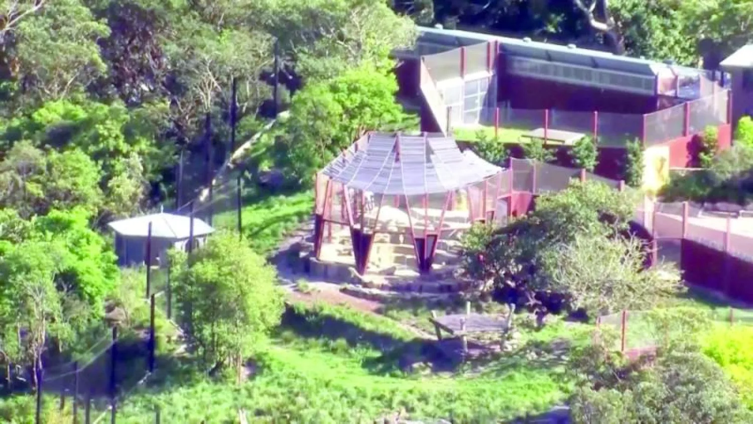 الأسود الهاربة أُعيدت إلى محبسها في حديقة حيوان تارونغا في سيدني (رويترز)