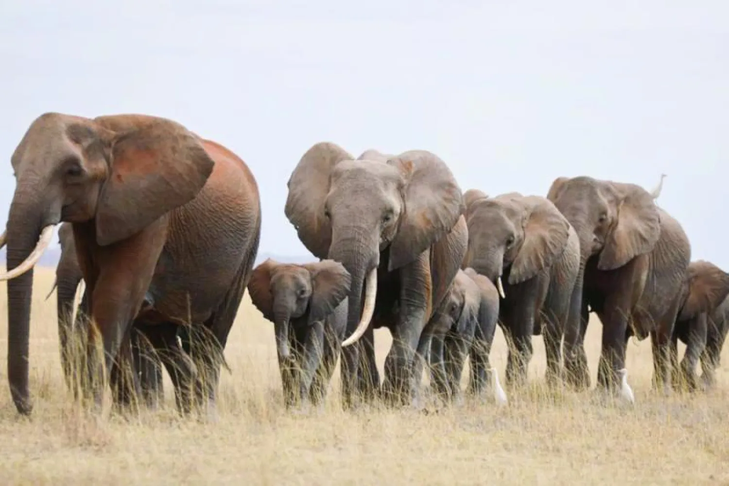 فيلة في حديقة أمبوسيلي الوطنية (رويترز)