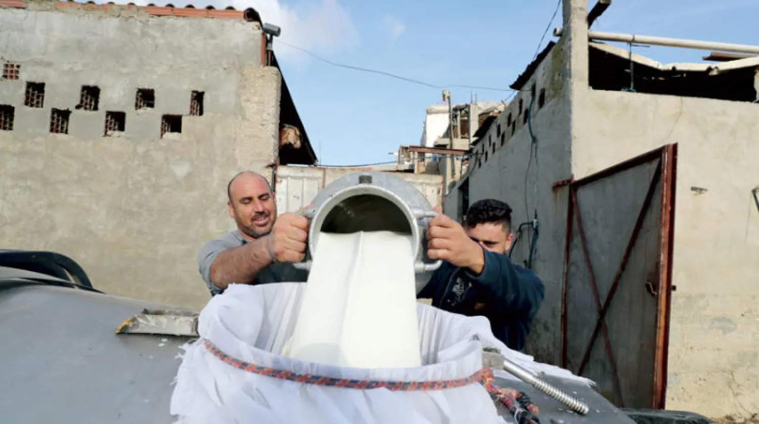 مزارعان تونسيان يصبان الحليب في خزان استعداداً لبيعه (إ.ب.أ)