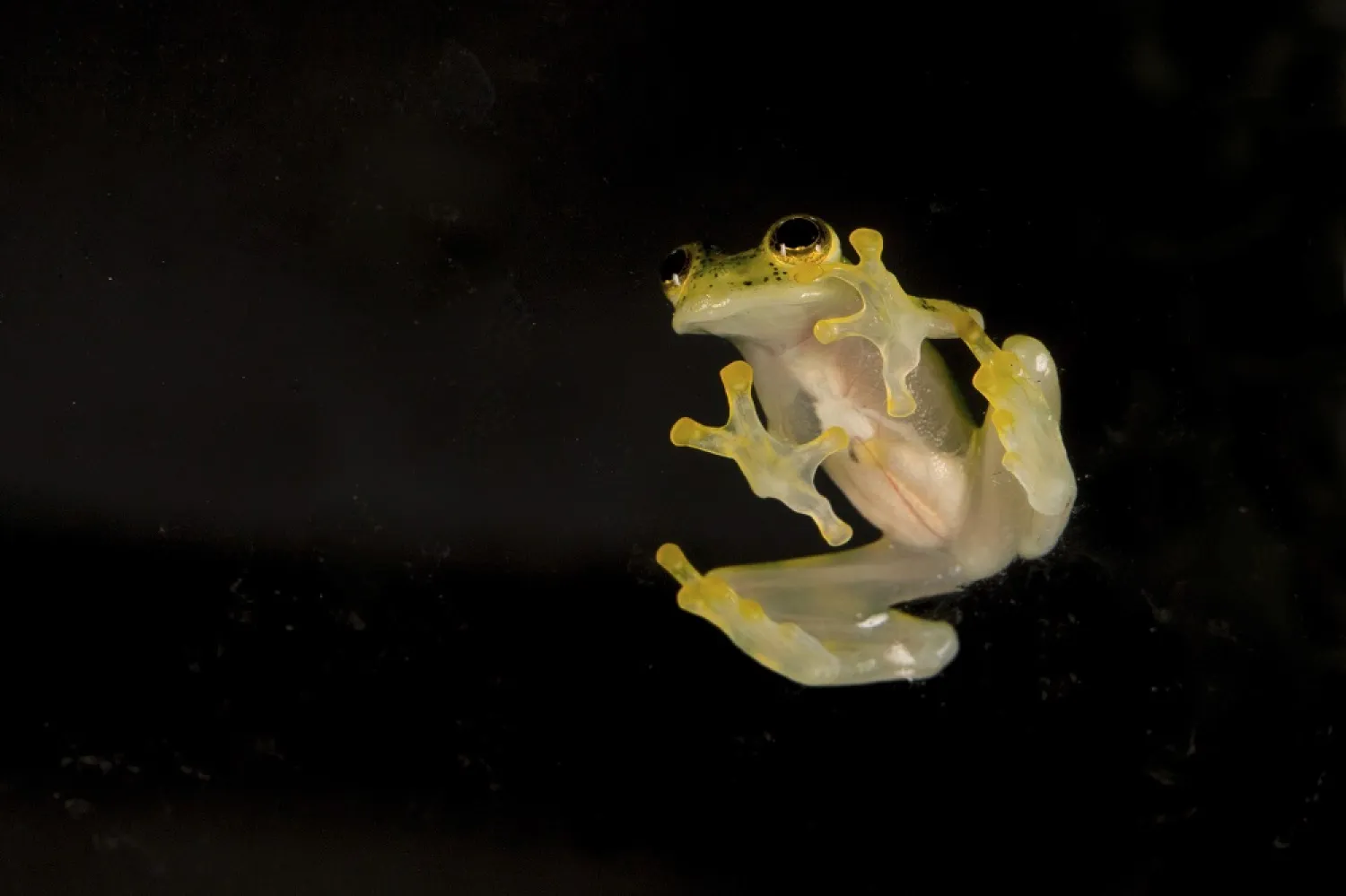 This photo provided by the Wildlife Conservation Society shows a reticulated glass frog at the Bronx Zoo in the Bronx borough of New York, April 10, 2017. (Wildlife Conservation Society via AP)