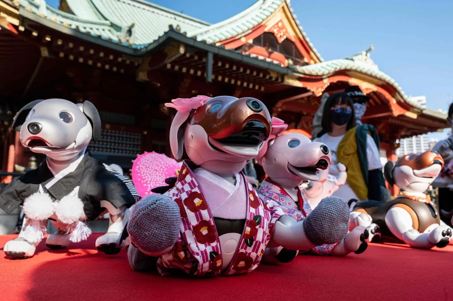 Numerous versions of Sony's entertainment robot dog "Aibo" - in traditional dress - sit on display ahead of a ceremony to mark the "Shichi-Go-San" (three-five-seven) Festival, during a promotional event at the Kanda Myojin Shrine in Tokyo on November 11, 2022. (AFP)