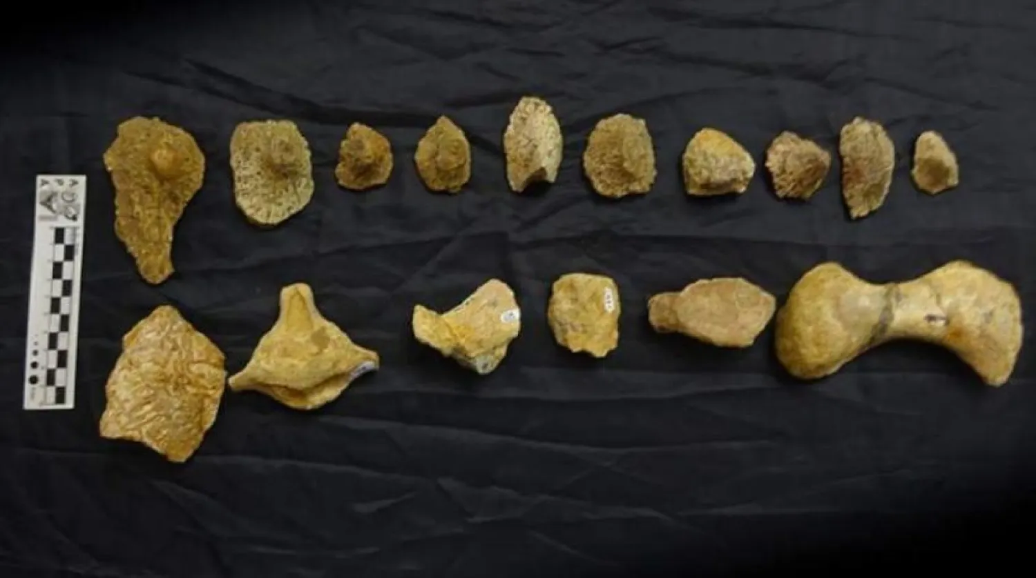 Arjantin'de yeni dinozor kalıntıları bulundu