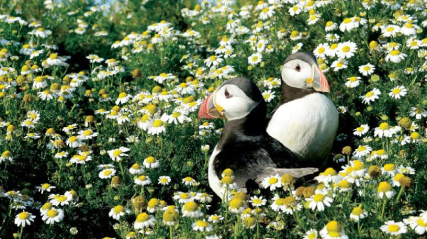 Puffin kuşlarının (Bayağı Deniz Papağanı) yeni yuvalama alanlarına yerleşmeleri teşvik edilmesi için çalışmalar sürüyor. (Reuters)