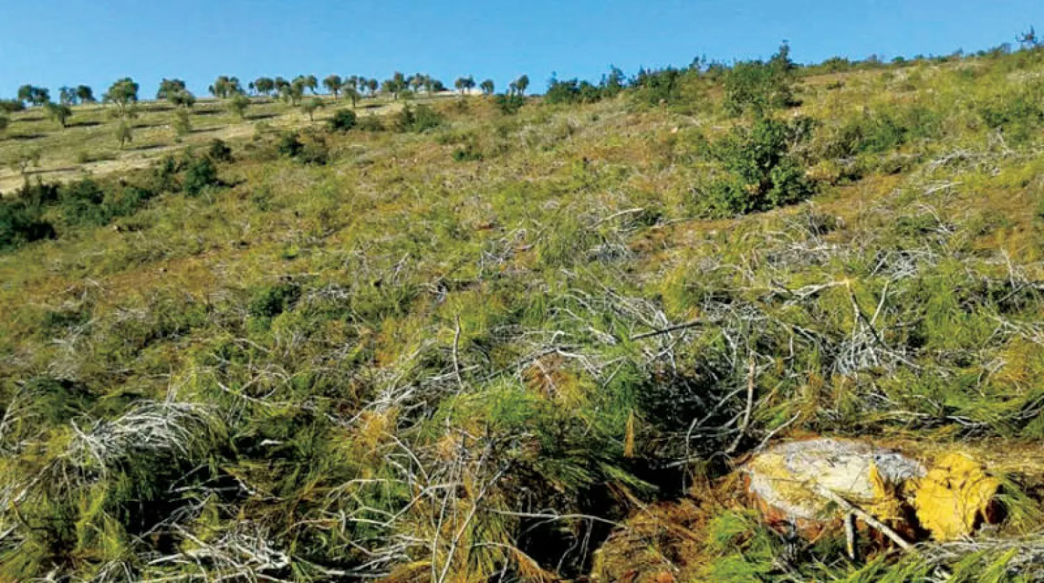 صورة متداولة لمساحات قطعت أشجارها في شمال سوريا