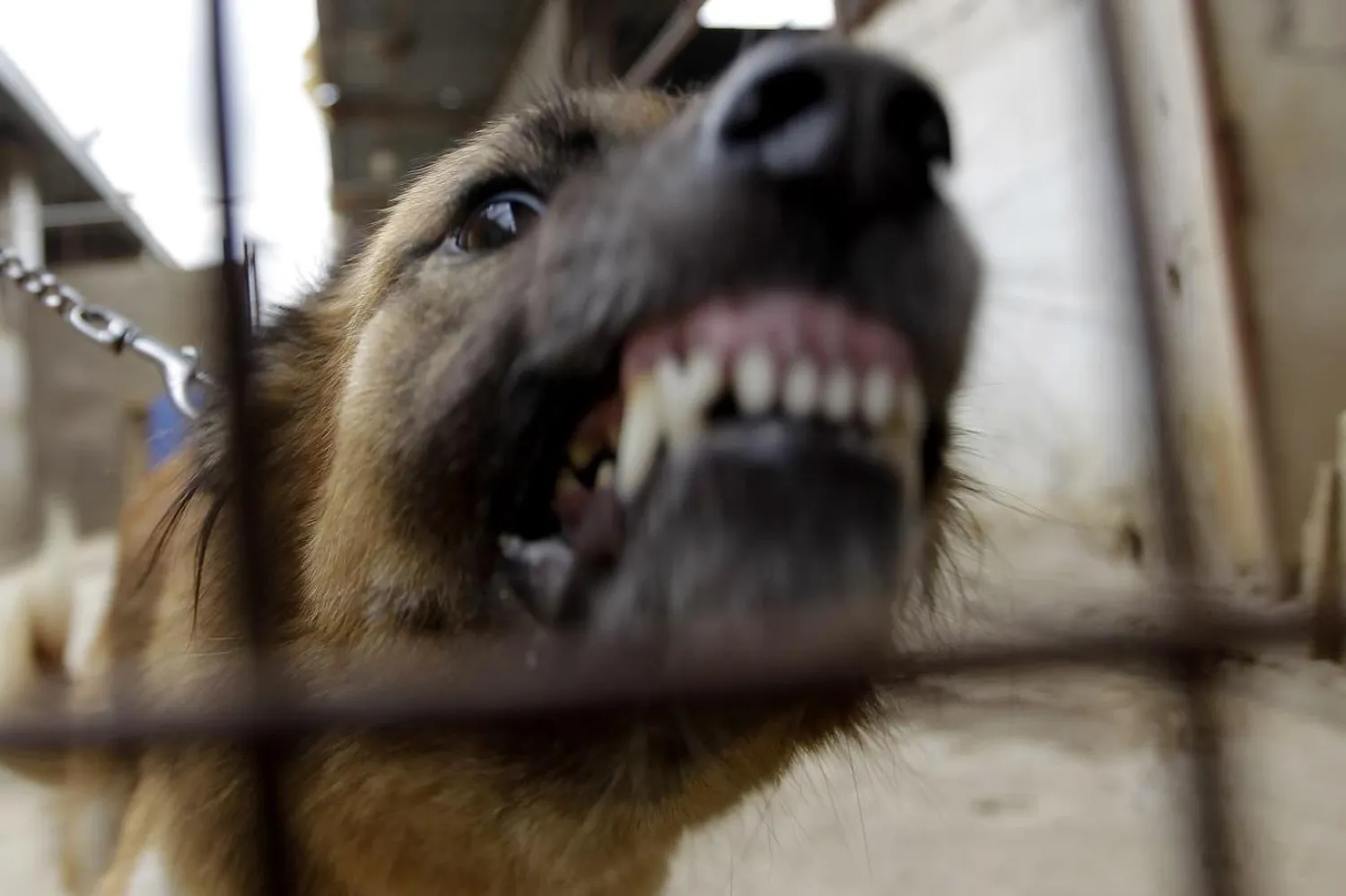 Katılımcılar, köpeklerdeki agresif etkileşimlerin sonucunu tahmin etmede "özellikle kötü" performans gösterdi (AFP)

