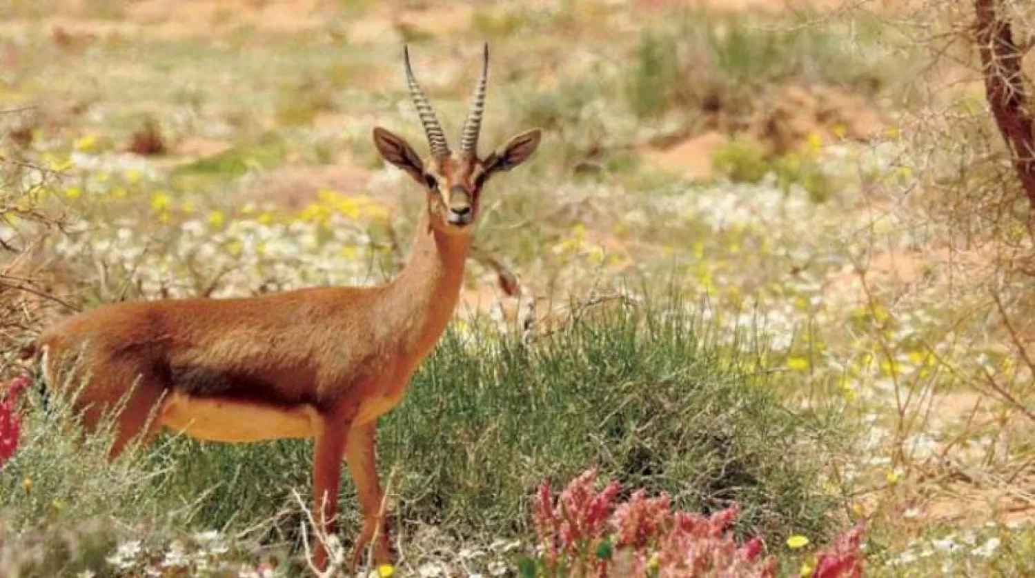 Saudi Arabia strengthens its environmental protection system and restores natural balance (SPA)