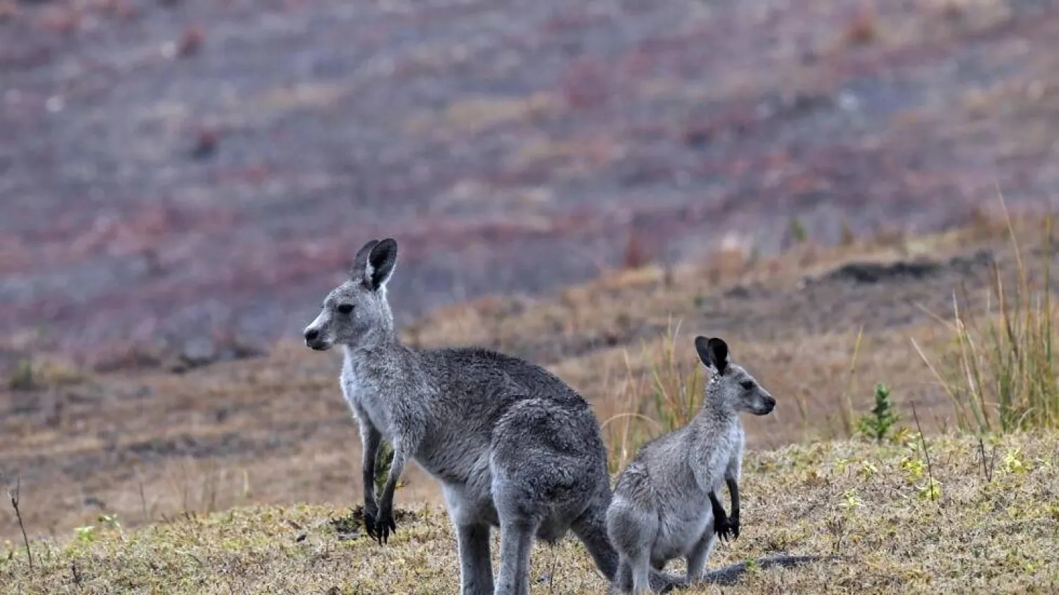 To outsiders, the kangaroo is an instantly-recognizable symbol of the Australian wilderness, but within the country the native animal poses a major environmental headache. (AFP) 