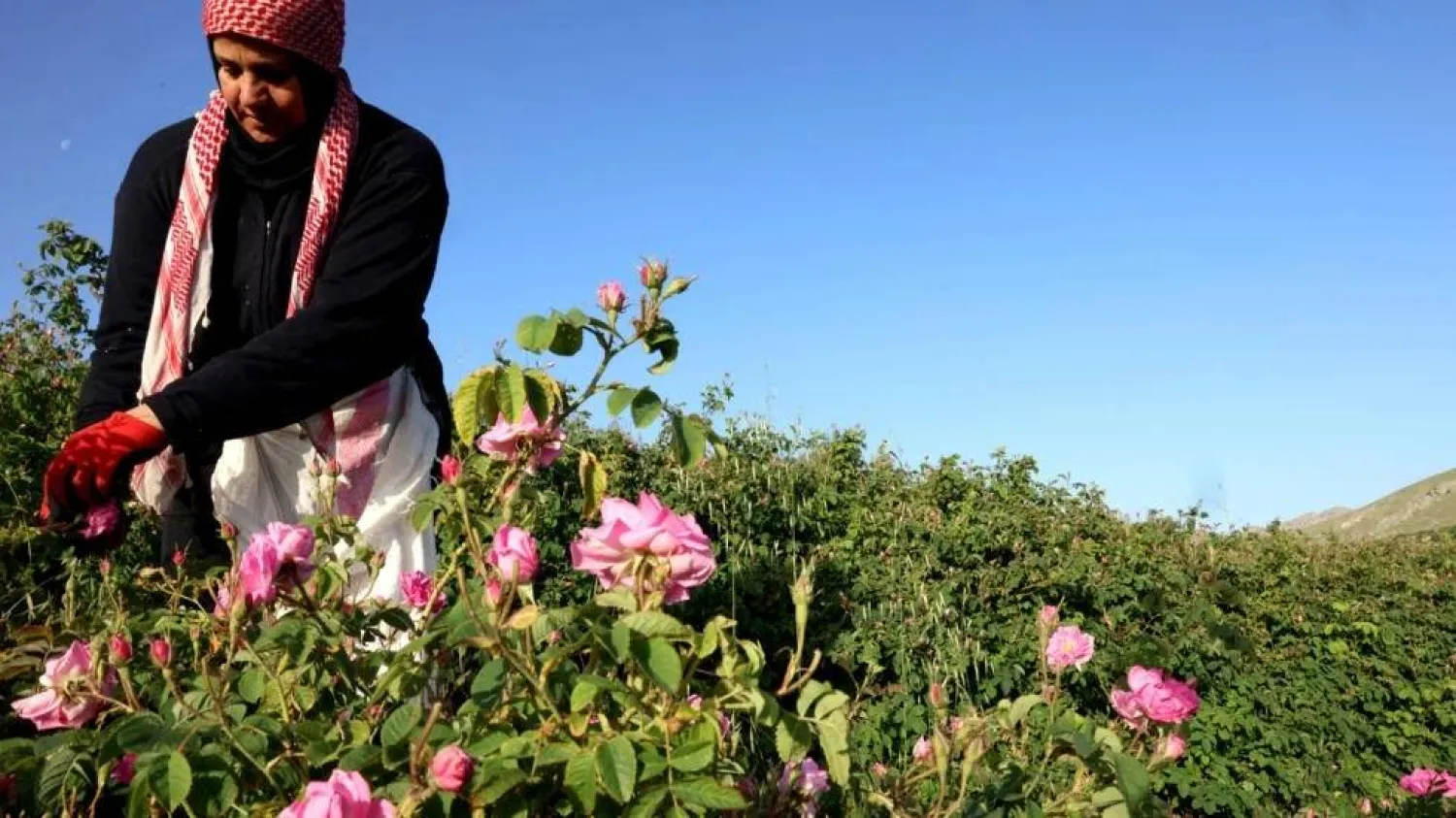 The oil derived from the famed Damask rose is a staple of perfumers, while rose water is used across the Middle East. JOSEPH EID / AFP
