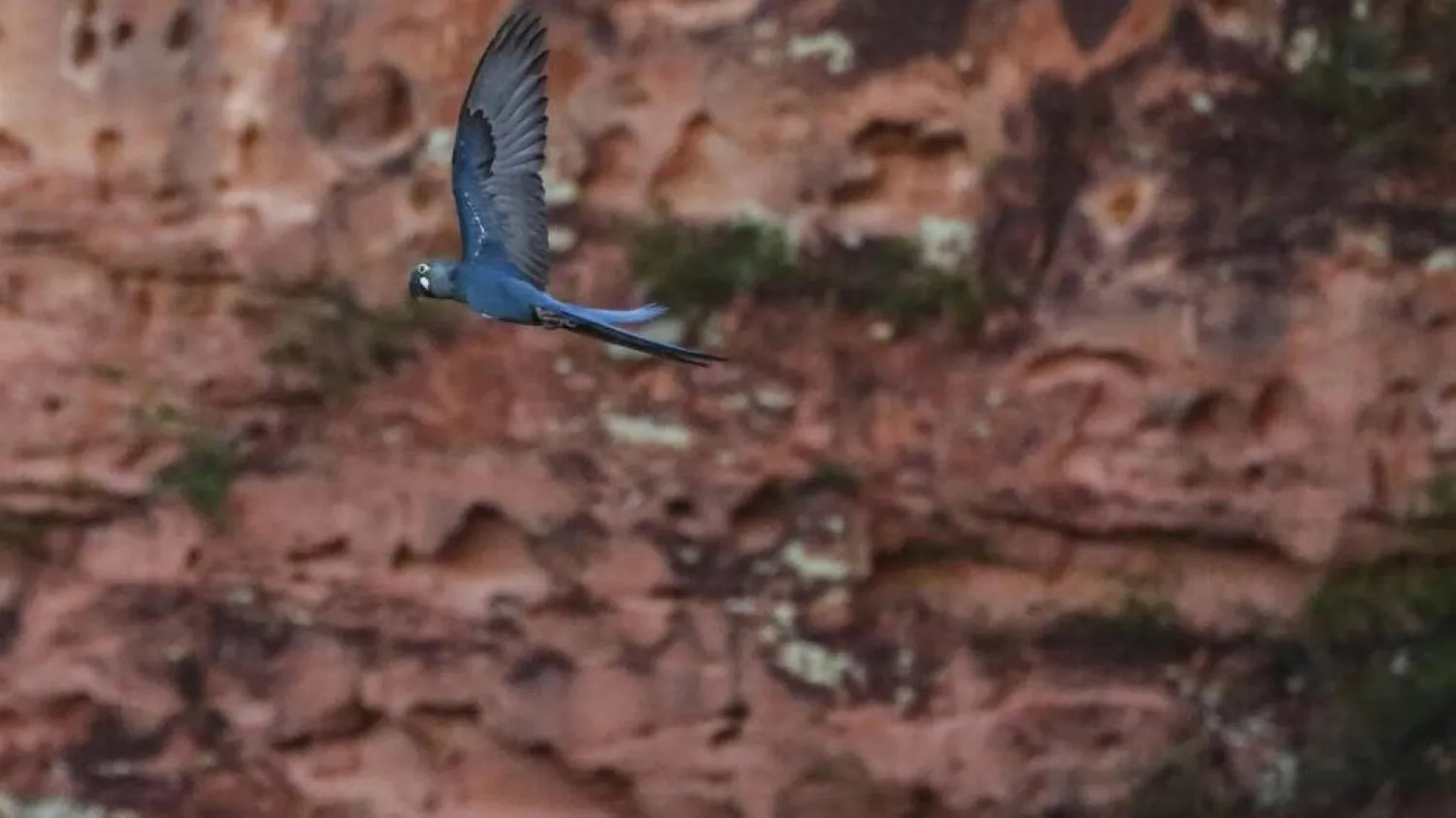 An endangered Lear's macaw (Anodorhynchus leari) flies over a reserve near the Canudos Biological Station, close to the Canudos Wind Energy Complex in Canudos, Bahia state, Brazil, on May 5, 2023. Rafael Martins / AFP