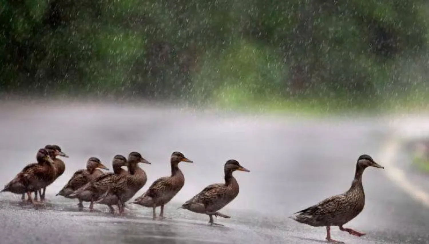 الرجل لاحظ مجموعة من البط تكافح لعبور شارع (أ.ب)