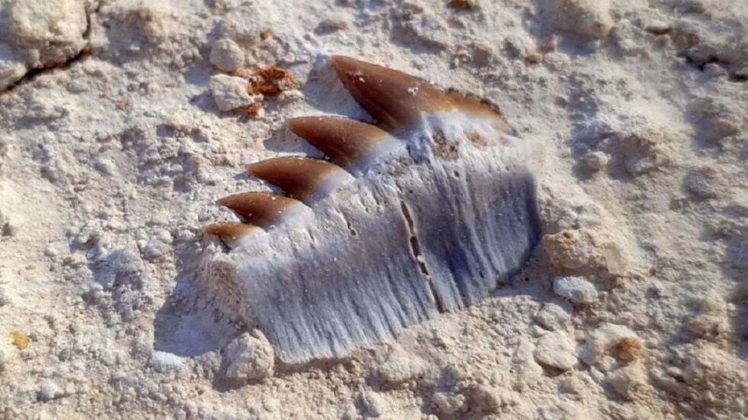 العثور على أسنان سمكة قرش تعود لـ40 مليون عام