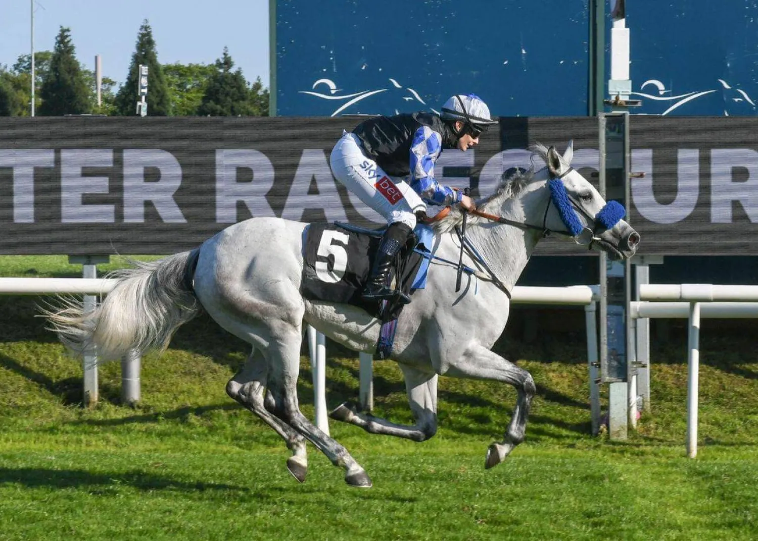 الفرس ذخيرة الشحانيه خلال السباق (الشرق الأوسط)